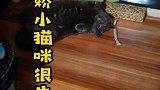 撒娇小猫咪很生气