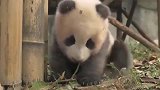 幼儿时期的熊猫宝宝太萌了：奶妈你啥时候来抱抱熊家~