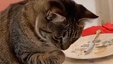猫咪：咦，为什么我的手是毛绒绒的？