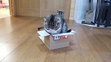 狸花猫：卖萌也没用，盒子都坏啦！