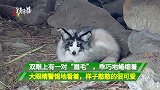 少见！宁夏贺兰山现神秘动物，疑似白狐，谁知道这到底是啥？
