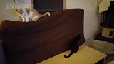 一只黑猫在地上坐着，小花猫把垫子扒倒了，真是太好笑了！