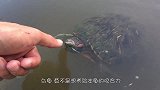 主人太无聊，竟想要测试老虎的忠诚，直接把手伸进虎口！