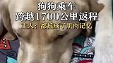 狗狗乘车跨越1700公里返程