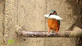 鸟吃鱼都还要刮鱼鳞，讲究