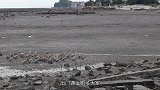 渔妹赶海抓到疑似黄油蟹，全身关节通红背壳泛黄，赶紧去鉴定看看