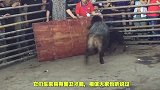 世界五大猛犬藏獒榜上有名，美国比特犬竟然只能排第二？