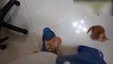 小猫抓住主人的裤子,一点点的往上爬,真可爱!