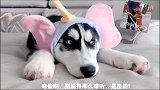 都说了不要惹哈士奇，就是不听，这下家里是彻底毁了！