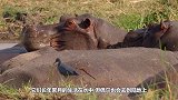 狮子挑衅河马，却被河马反身攻击，网友：狮子还需要多攒点经验