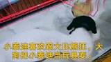 小泰迪稀饭和大比熊玩，大比熊把小泰迪当做了玩偶。