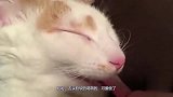 萌宠：主人趁猫咪睡着，碰碰它的舌头，猫咪的反应太可爱了！