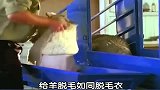 给羊脱毛如同脱毛衣，你见过吗