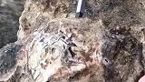 不够肥啊，算了算了