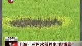 三色水稻种出世博印 低碳农业新尝试-8月5日