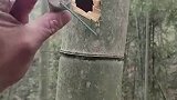 男子在竹林放鞭炮，把竹子都炸裂了