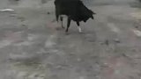 小牛将绳索缠绕在头上，并将地上的钉子拔起
