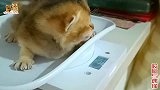 公猫喜提龙凤胎，让它看娃它不看，求它吃月子餐还嫌弃，啥破猫吧