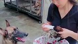 小奶狗妈妈看到主人喂奶不专业，生气就把狗宝宝叼走！