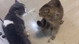 古有一山不容二虎，今有一山不容二猫