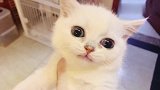 爪爪勾住了整理箱，小奶猫柠檬娜惊慌失措