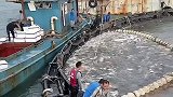 海上养殖鱼满舱