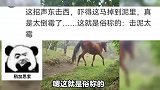 狗子：让我看看 小孩：狗哥不要了