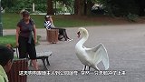 惹不起！男子湖中游泳惨遭天鹅暴力驱赶，围观群众已笑疯