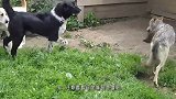 狼欺负狗狗，下一秒遭到一群狗狗围殴，镜头记录全过程