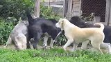 狼欺负狗狗，下一秒遭到一群狗狗围殴，镜头记录全过程