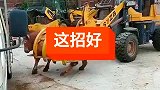 这一招简直是绝了，再也不用担心老牛会挣扎了