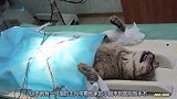 猫咪做绝育手术，一觉醒来蛋蛋没了，一脸的生无可恋这谁扛得住啊