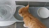 摩卡小猫咪的飞机耳你见过吗？1只耳朵竖起来