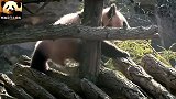 瘦小的熊猫圆梦，今天不当宅男，来到户外散散步