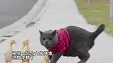 现实版黑猫警长！为方便小鸭子过马路，猫咪跟交警一样举爪拦车