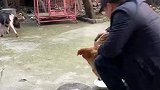 八戒误会我了，以为我想吃猪肉