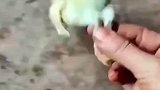 小时候小鸡死了见妈妈这样操作