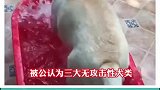 拉布拉多是这样的吗