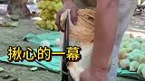 给椰子包壳，揪心一幕