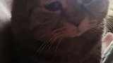 头回见这么委屈的猫咪