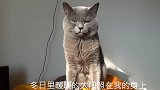 猫咪正在享受温暖的阳光，突如其来的声音扰乱了它的心情