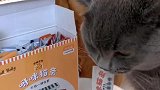 豆豆：你这猫条也太香了吧！