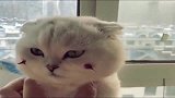 主人给猫咪化妆，猫咪一副生无可恋的任由主人折腾，好崩溃啊