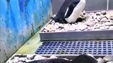 第一次亲眼见到企鹅宝宝出生，让我有点不敢相信