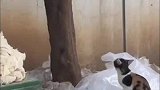 流浪猫亲自示范幼崽爬树