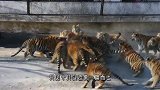 饲养员将两只小奶狗丢进狮子笼，狮子顿时两眼发光，结局让人意外