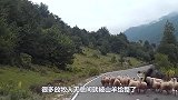 被羊攻击不要怂，老外仅用“一招制服”疯羊，赶紧学起来！