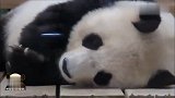 午休中的熊猫旦旦，有着天使般的睡颜，岁月静好的画风暖愈人心