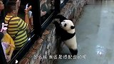 敬业熊猫上线了！看到游客跑过去打招呼，怕不是成精了吧？