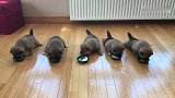 五只柴犬宝宝一起吃饭，刚开始还挺规矩，后来就开抢了